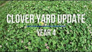 Clover Yard/Lawn Update - Year 4