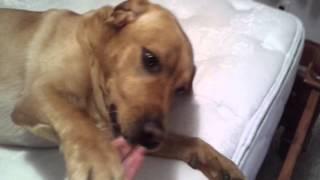 Best of March 2016 Cute and Funny Animals