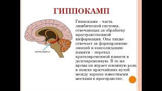 гипоталамус гиппокамп лимбическая система таламус координируют работу организма