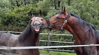 Best funniest horses of the week - Funny And Cute horses Video Compilation 2024 #21