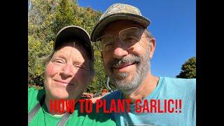 Planting garlic in the garden