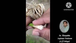 How do rice roots receive air in waterlogged conditions? 