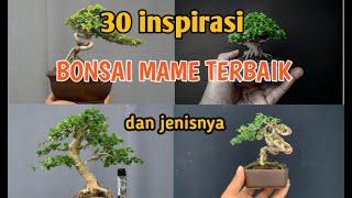 30 inspirasi bonsai mame dan jenisnya