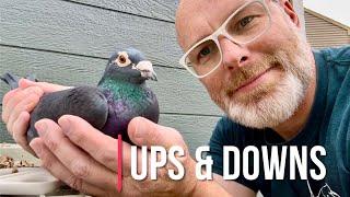 Ups & downs with racing pigeons