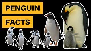 12 Interesting Penguin Facts [You Probably Don't Know These]