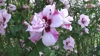 Hibiscus syriacus var. Lady Stanley