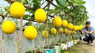 Mistakes To Avoid When Planting Yellow Melons, Ensuring Large, Sweet Fruit