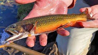 MOST BEAUTIFUL FISH IN WISCONSIN?!?! - Early Season Fly Fishing For Trout!!!
