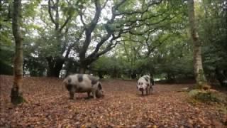 Pigs on pannage in the New Forest