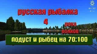 Русская рыбалка 4(рр4) - река Волхов.Подуст и Рыбец на 70:100