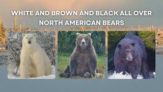 White and Brown and Black All Over - North American Bears | Tundra Connections