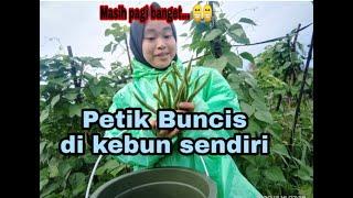 Petik buncis di kebun sendiri | Touring di kebun buncis