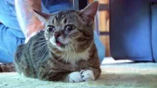 BUB SOUNDS