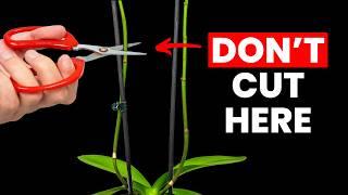 The Trick To Get Your Orchid To Flower Again