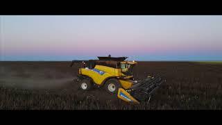 Faba beans Harvest  Walgett NSW Australia I 4K Drone Footage