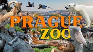 Prague Zoo - truly one of the best Zoos in the world? | Zoo Reviews