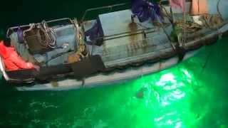 The video of Led fishing light test in ocean 1