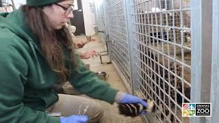 Omaha Zoo :: Voluntary Blood Draw Training - Cheetahs