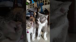 Relaxing with my pets HD Video no loop no sound dog and cat