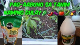 Pag-aabono sa Tanim naming Gulay Gamit ang Miracle Grow (All-Purpose) at Fish Emulsion Fertilizer