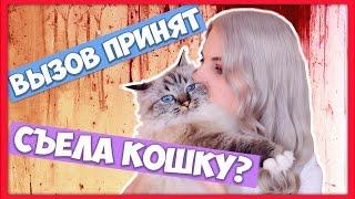 Вызов принят - Тилька Съела кошку (челлендж #1)