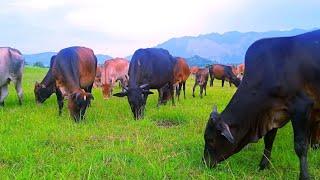 Suara Sapi Betina Memanggil Jantan, Sapi Lucu Sedang Makan Rumput, Bunyi Anak Sapi, Cow Videos