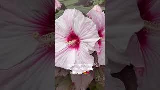 Tropical vibes in the garden  #shorts #hibiscus #garden #hibiscusflower #coldhardy