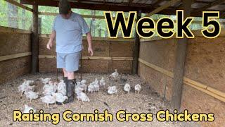 Raising Cornish Cross meat chickens // week 5