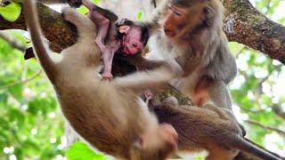Smart female monkey help jane mother monkey for take baby back from young kidnaper