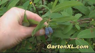 Maibeeren im Garten (Junibeeren / Lenzbeeren / Honigbeeren / Blaubeeren)