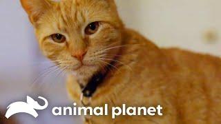 This Orange Tabby Cat Ignites a Battle With Her Shy Roommate | My Cat From Hell | Animal Planet