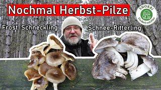 Frostschnecklinge und Schneepilze - Spätherbst-Pilze suchen im Dezember 2024 - wieder leckere Pilze