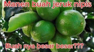 MANEN BUAH JERUK NIPIS DI BELAKANG RUMAH FIKRI QORI ALDIANSYAH‼️