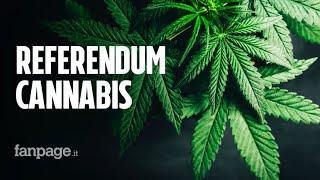 Referendum cannabis, in un’ora 50mila firme per la legalizzazione. I promotori: “Facciamo la storia”