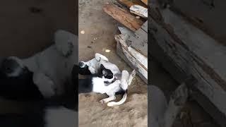 Cat doing oral sex on a dog