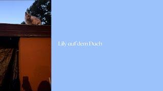 Lily auf dem Dach #bengalkatze #katze #katzenaufyoutube #miau #katzen #katzenvideos