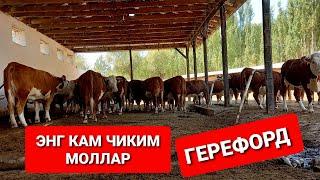 ГЕРЕФОРД (ОК БОШ) ФЕРМАСИДАН ЭКСКЛЮЗИВ