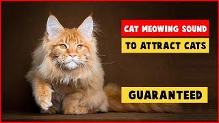 CAT MEOWING SOUNDS TO ATTRACT CATS (GUARANTEED)