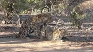 Leopards Mating at Mala Mala