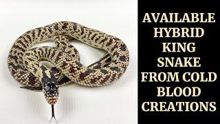 AVAILABLE HYBRID KING SNAKE / COLD BLOOD CREATIONS