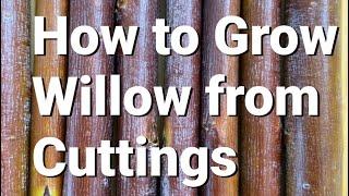 How to Grow Willow from Cuttings