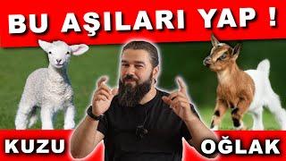 MUHTEŞEM KUZU VE OĞLAK AŞI PROGRAMI !