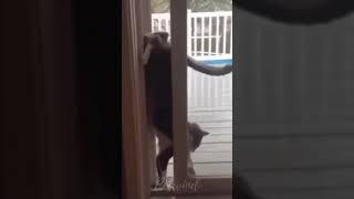 cat stuck in window 