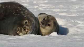 3 days old weddel seal