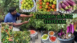 எனது லண்டன் மாடித்தோட்டம் - My London Maadi Thottam - London Terrace Garden - UK Terrace Garden