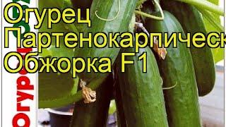 Огурец партенокарпический Обжорка F1. Краткий обзор, описание cucumis sativus Obzhorka F1