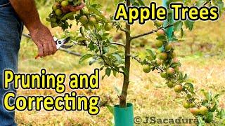 Pruning Apple Trees | Correcting and Training Young Apple Trees | Voice over version