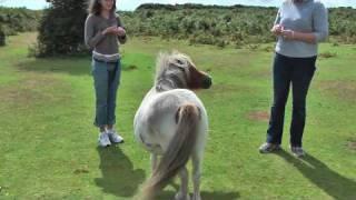 When Shetland Ponies Turn Bad