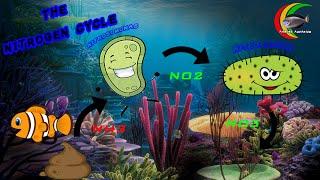 How To Setup a Fish Tank Step 1 The Aquarium Nitrogen Cycle