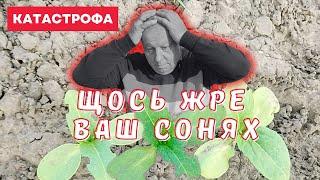 Катастрофа . Довгоносики 🪳🪳 доїдають сходи   соняшнику 